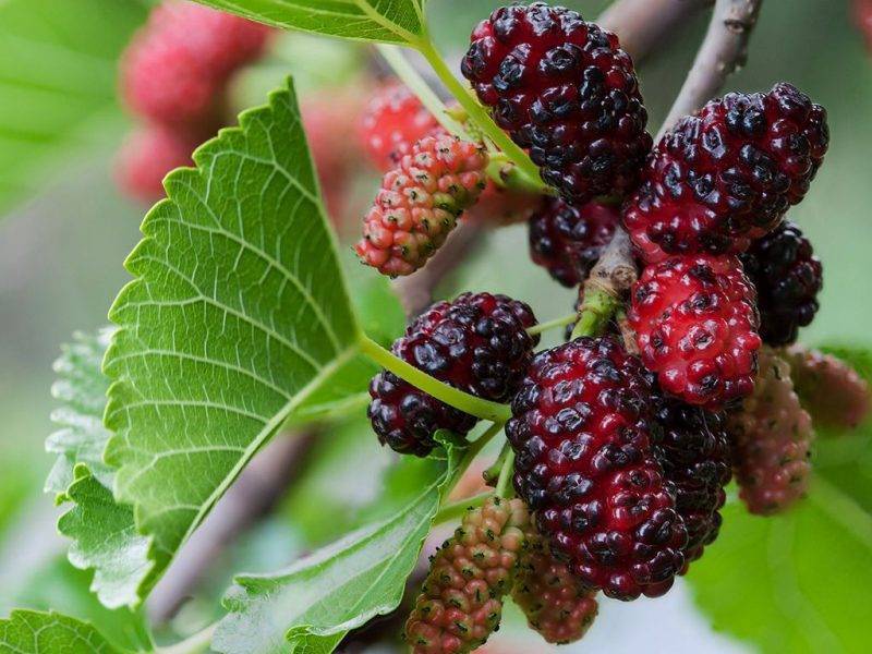 Шелковица купить саженцы из питомнике в Воскресенске