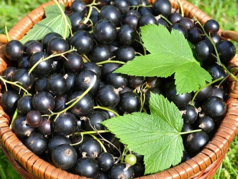 Смородина купить саженцы из питомника в Воскресенске