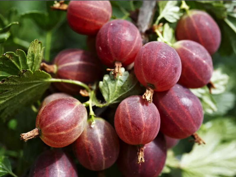 Крыжовник купить саженцы из питомника в Воскресенске