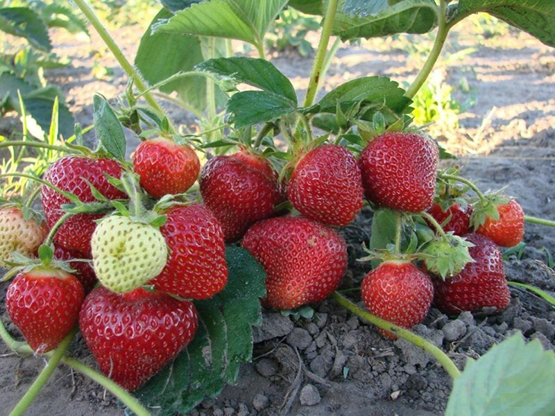 Клубника купить саженцы из питомника в Воскресенске