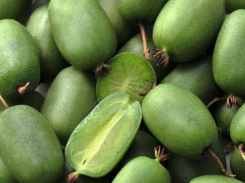 Актинидия купить саженцы из питомнике в Воскресенске