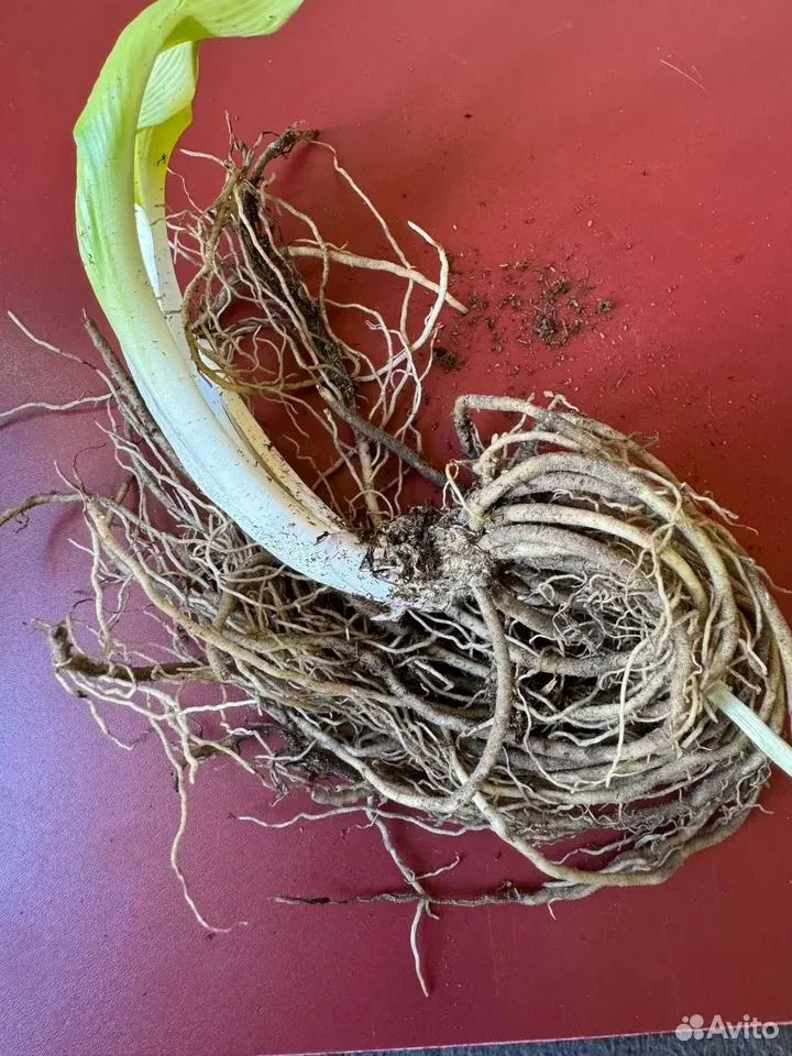 Хоста "ОТЕМ ФРОСТ"