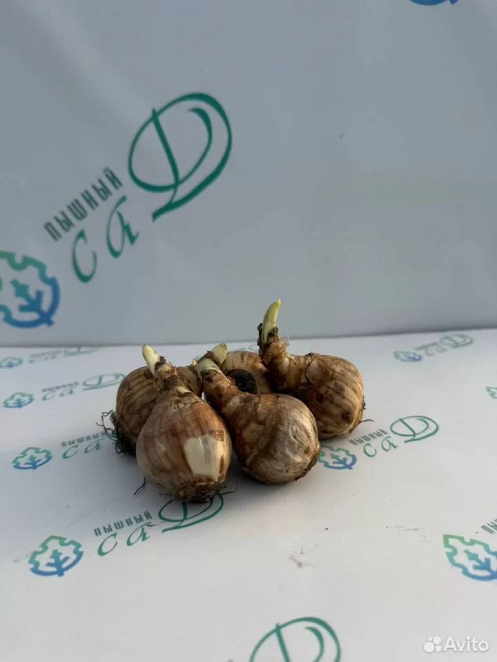 Нарцисс "ДИК ВИЛЬДЕН" (5 штук)