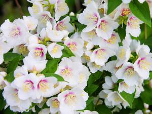 Жасмин «Биколор»